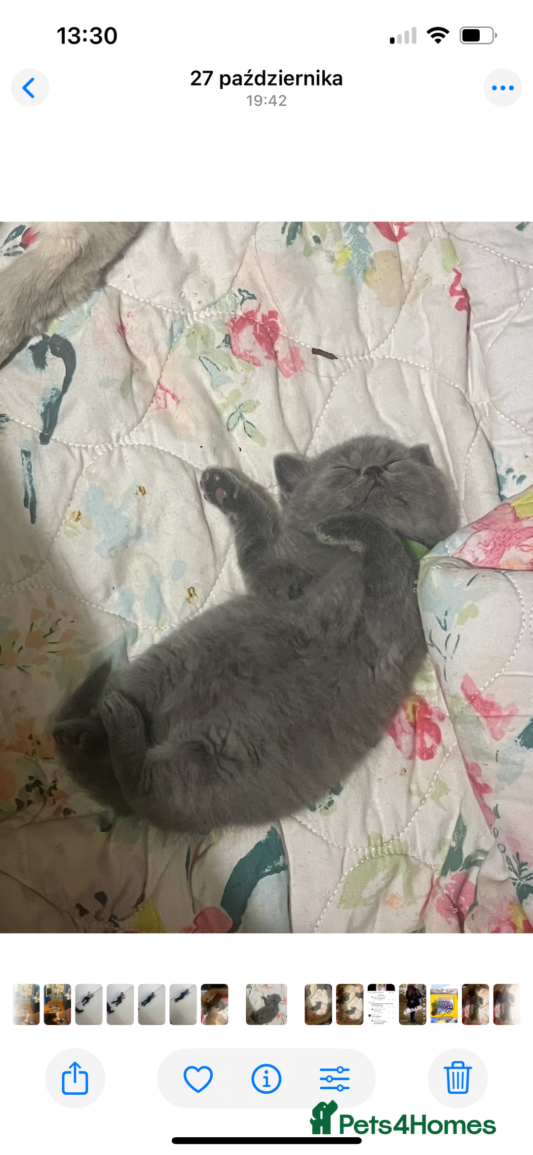 British Shorthair cats for sale: Beautiful British shorthair kittens 🐱 🥰 - Advert 33