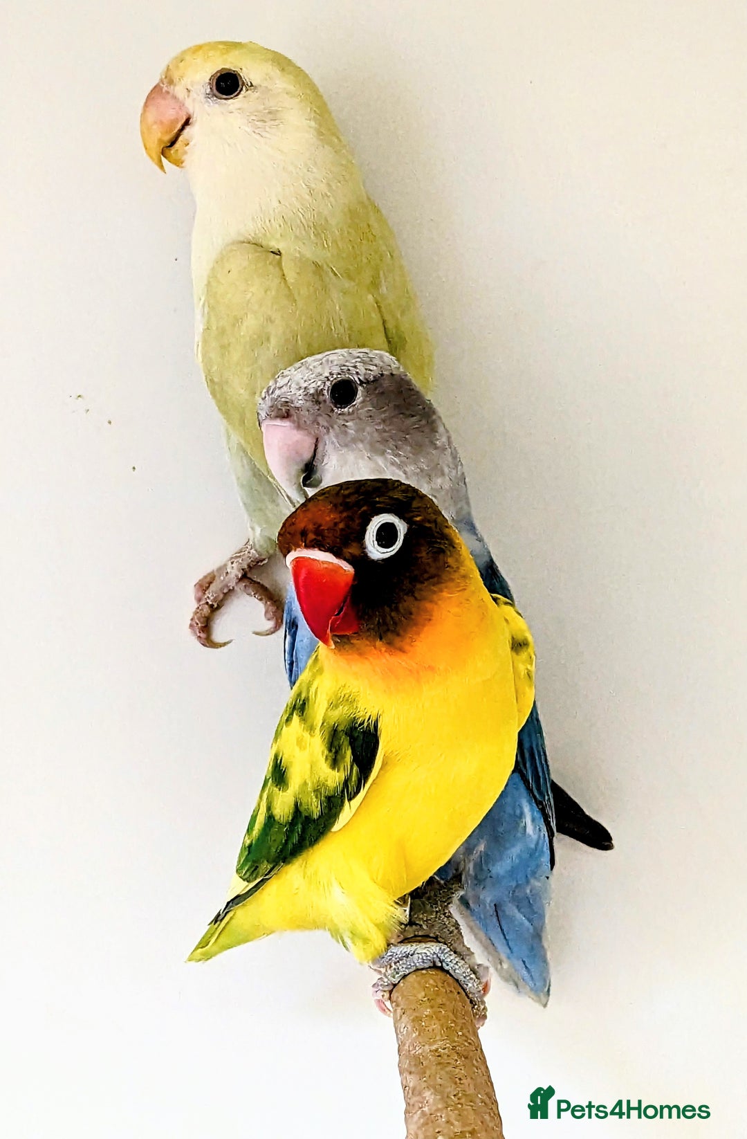 Mixed Breed birds for sale: It's a Birds Thing!!! - Image 7
