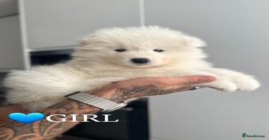 Samoyed dogs - Advert 14