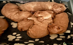 Cavapoo dogs for sale: Cavapoo Pups  - Image 6
