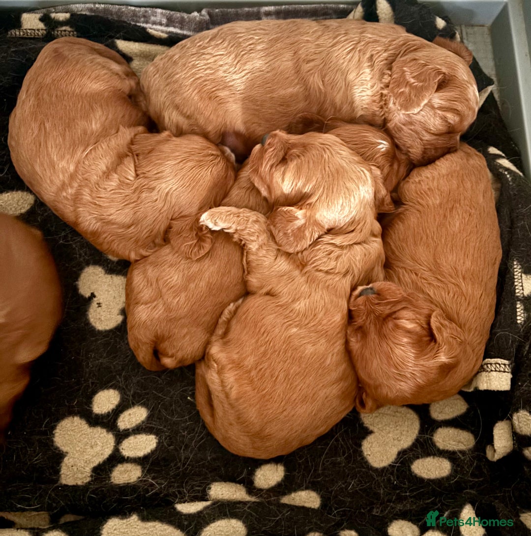 Cavapoo dogs for sale: Cavapoo Pups  - Image 6