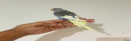 Budgerigars birds for sale: Hand reared budgies for sale  - Advert 22