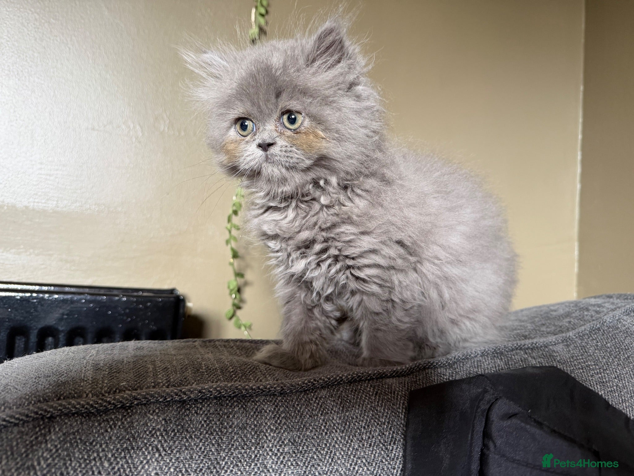 Persian cats Beautiful Persian kittens  - Advert 3