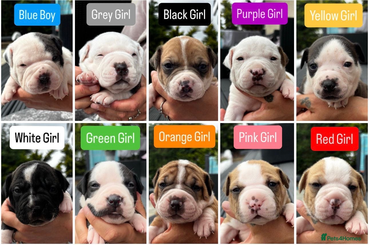 Mixed Breed dogs Old Tyme x American bulldog  - Advert 11