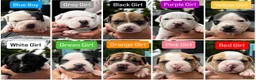 Mixed Breed dogs for sale: Old Tyme x American bulldog  - Advert 1