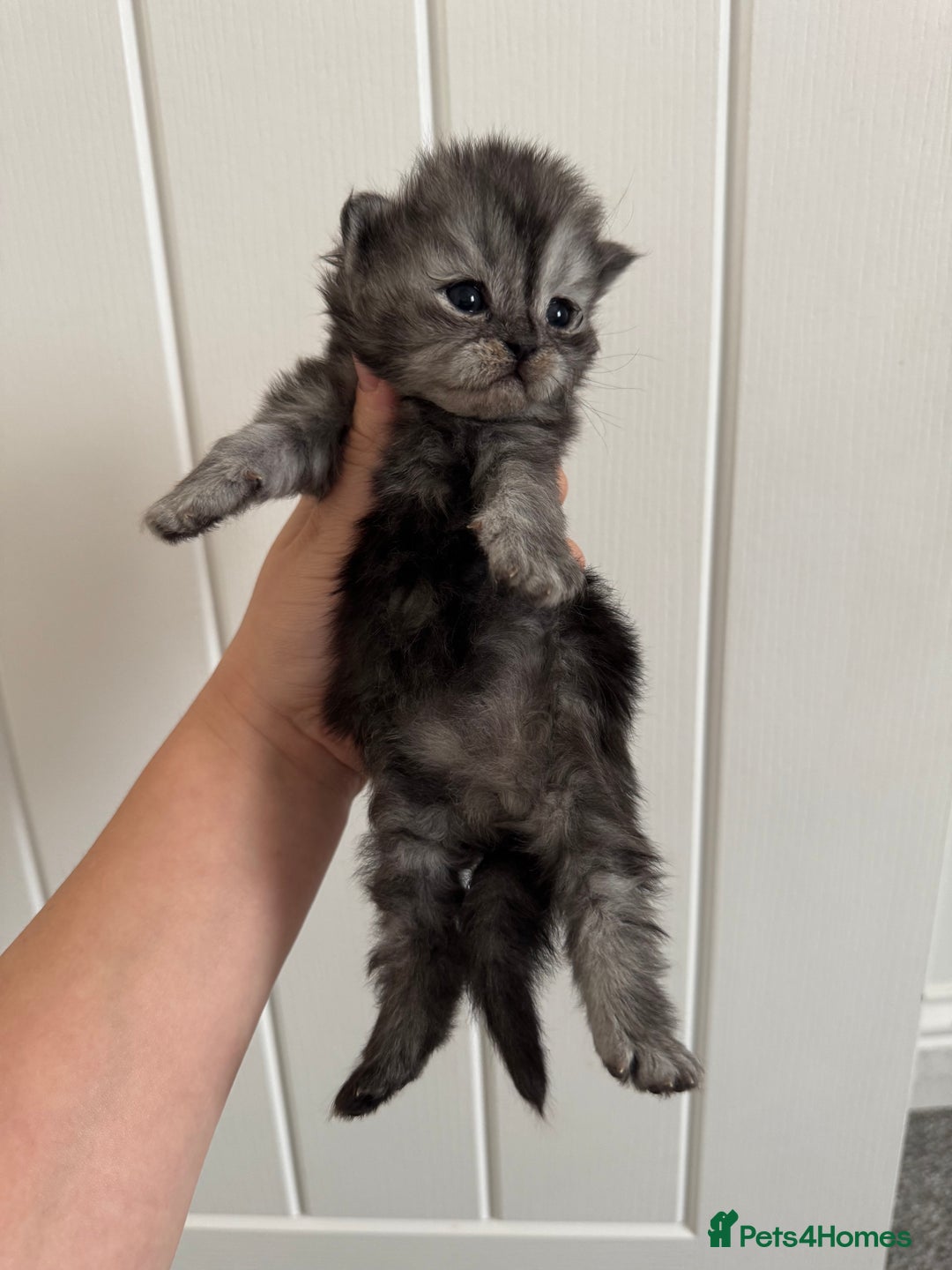 Persian cats for sale: Pure persian kittens - Advert 7