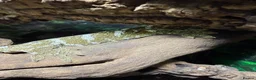 Gecko reptiles for sale: Breeding pair of leachanius geckos  - Advert 4