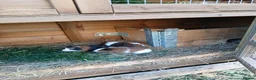 Guinea Pig rodents for sale:  guinea pigs babys  - Advert 6