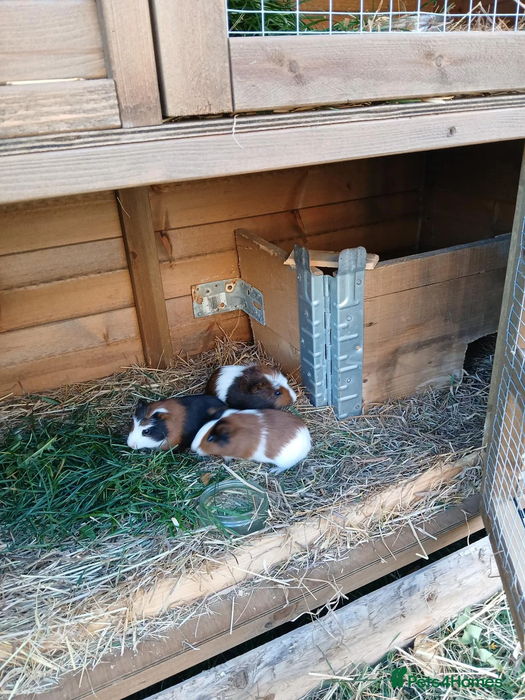 Guinea Pig rodents for sale:  guinea pigs babys  - Advert 6