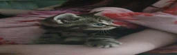 Mixed Breed cats for sale: Two Adorable Kittens Looking for Loving Homes - Advert 10