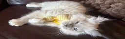 Ragdoll cats for sale: Beautiful Lilac Mitted Colourpoint Ragdoll Kittens - Advert 7