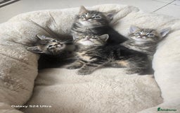 Maine Coon cats for sale: Adorable kittens Mixed Maine Coon  - Image 3