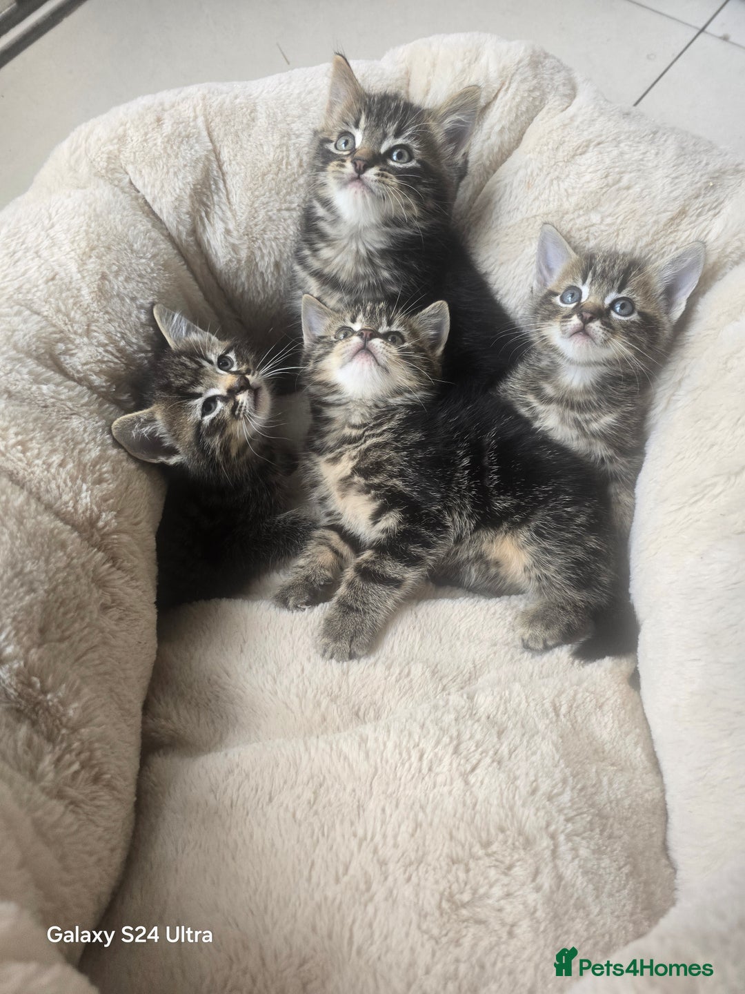 Maine Coon cats for sale: Adorable kittens Mixed Maine Coon  - Image 3