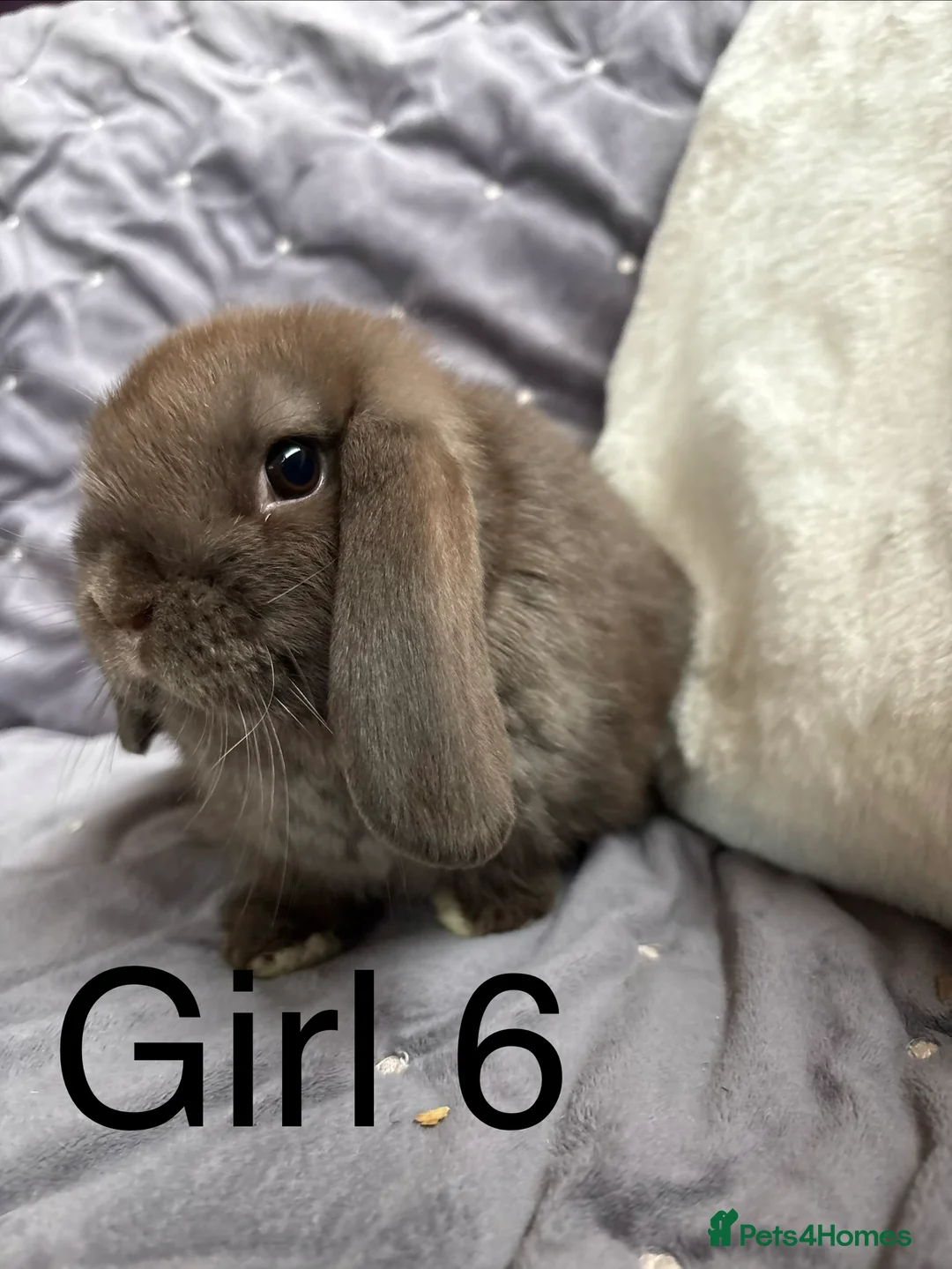 Mini Lop rabbits for sale: Stunning mini lops (vaccinated)  - Advert 4