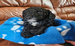 Cockapoo dogs for sale: F2 cockapoos   - Image 5