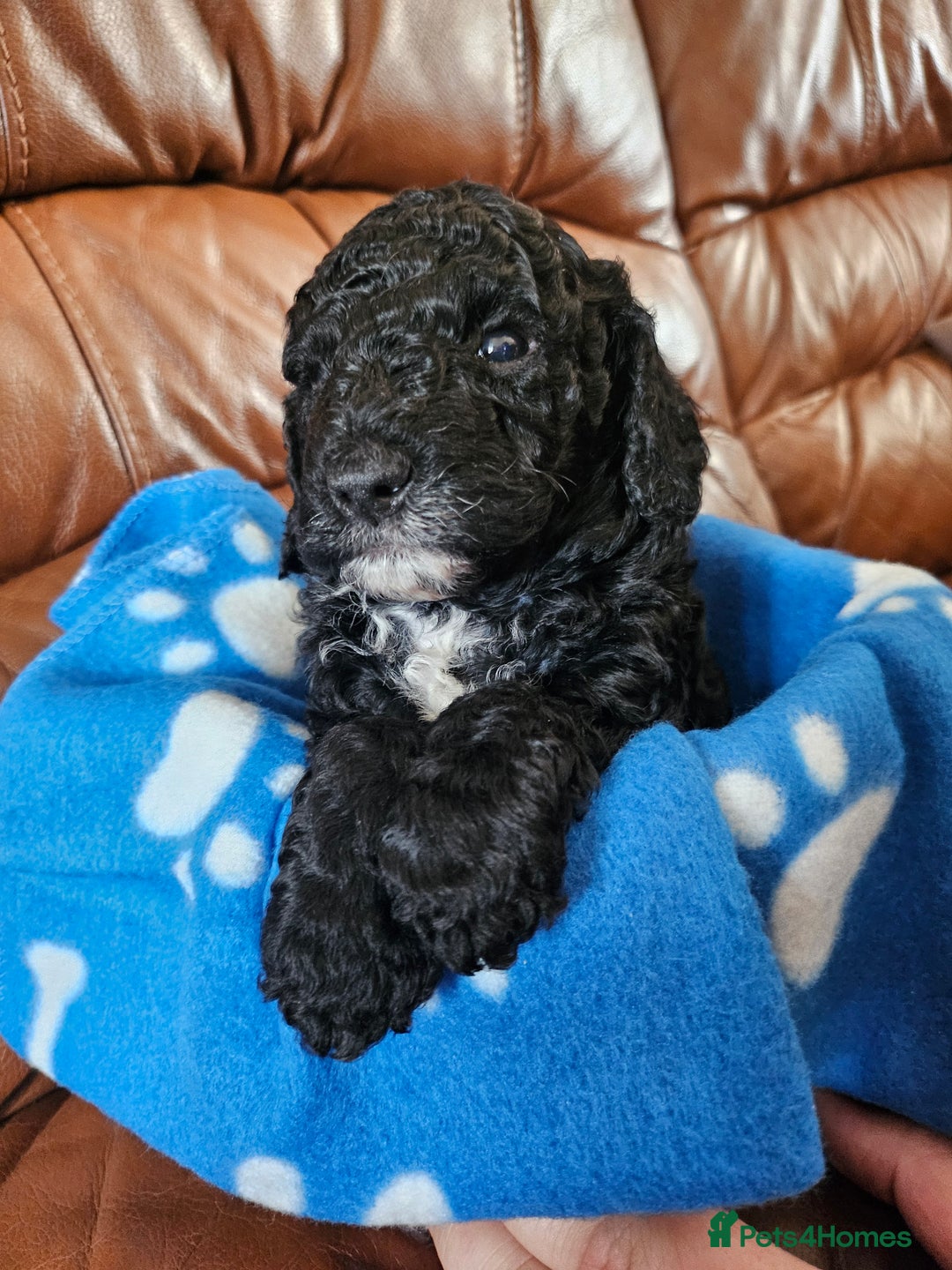 Cockapoo dogs for sale: F2 cockapoos   - Image 5