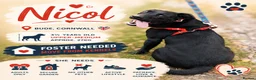 Mixed Breed dogs for adoption: ❤️NICOL NEEDS JUST ONE PERSON TO BELIEVE IN HER - Advert 1