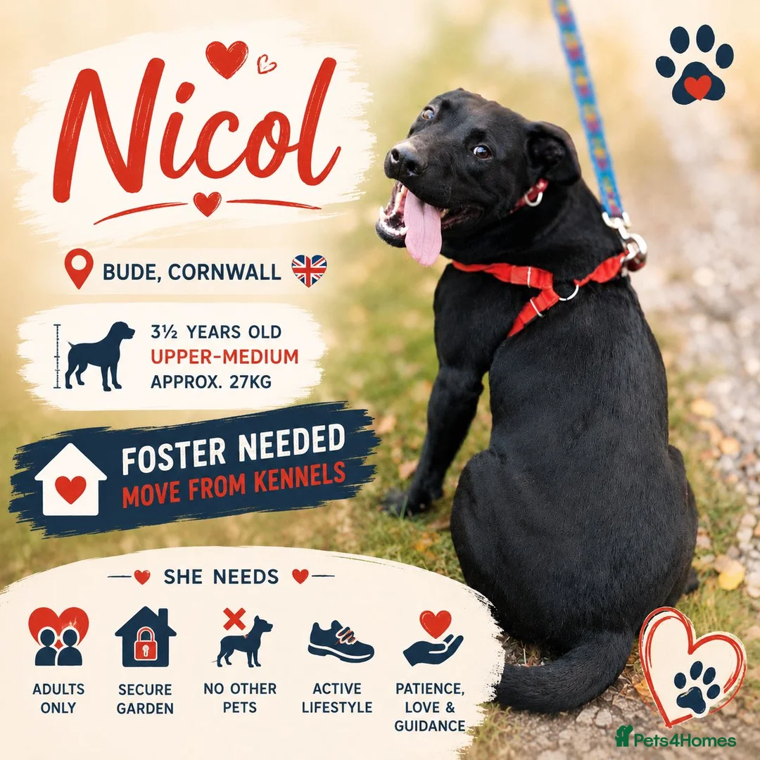 Mixed Breed dogs for adoption: ❤️NICOL NEEDS JUST ONE PERSON TO BELIEVE IN HER - Advert 1