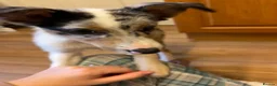 Border Collie dogs for sale: 2x Collie pups for sale in Cheddar - Advert 6