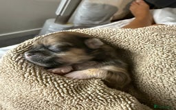 Lhasa Apso dogs for sale: 6 beautiful Lhasa apsos  - Image 16