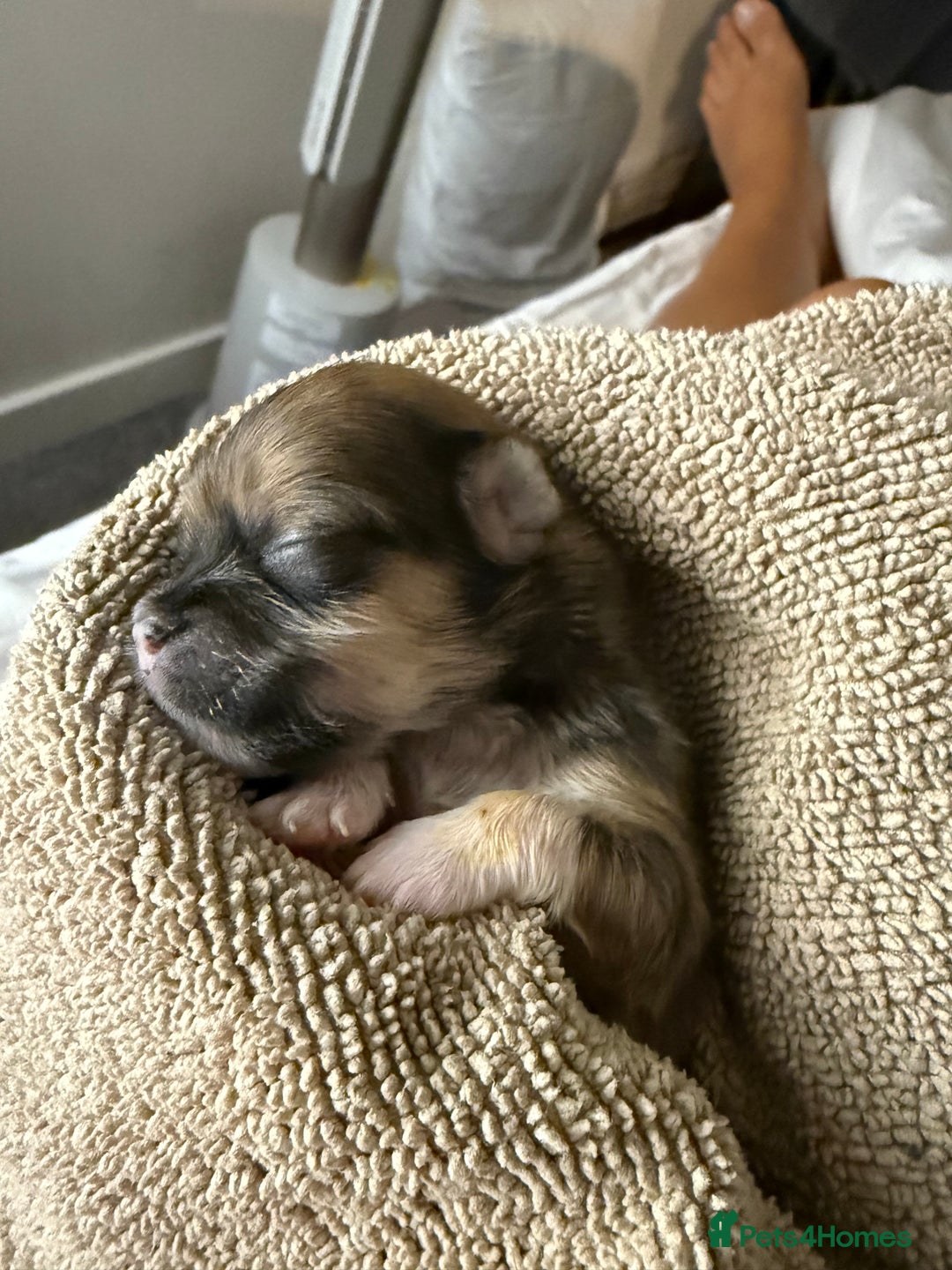 Lhasa Apso dogs for sale: 6 beautiful Lhasa apsos  - Image 16