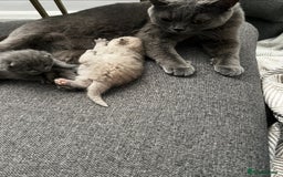 British Shorthair cats for sale: 🩵🐾💖5 Gen Pedigree BSH Kittens – Blue & Cream - Image 4
