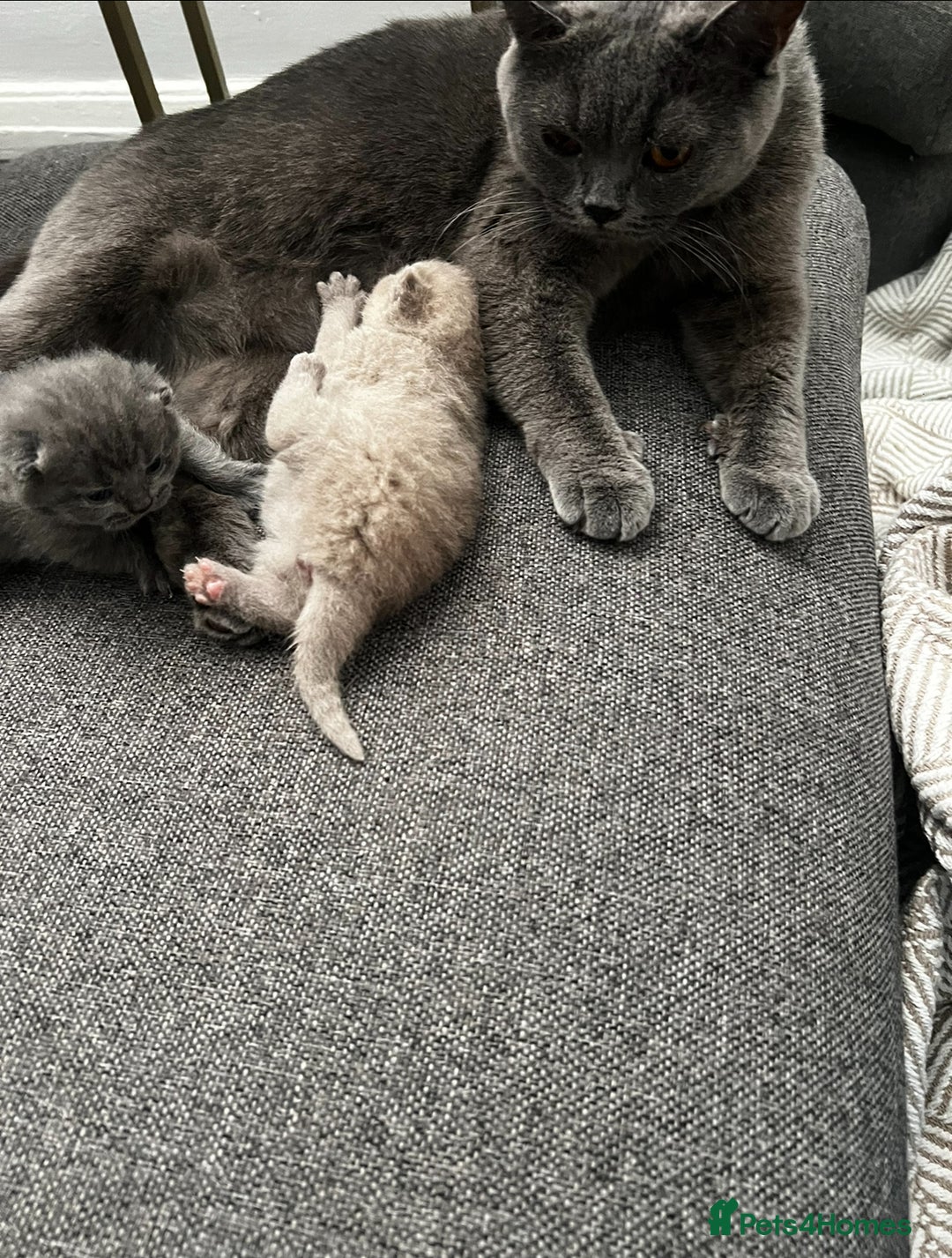 British Shorthair cats for sale: 🩵🐾💖5 Gen Pedigree BSH Kittens – Blue & Cream - Image 4