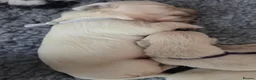 Golden Retriever dogs for sale: Only one male available KC Golden Retriever - Advert 18