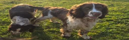 English Springer Spaniel dogs for sale: ⭐️ KC Home Reared Tested Springer Pups ⭐️ - Advert 11