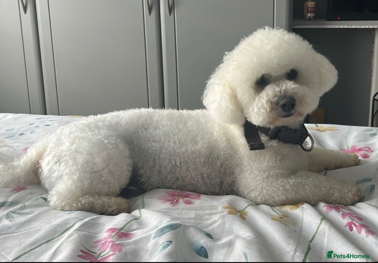 Bichon Frise dogs BICHON FRISE FO STUD - Advert 2