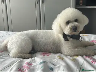 Bichon Frise dogs BICHON FRISE FO STUD - Advert 2