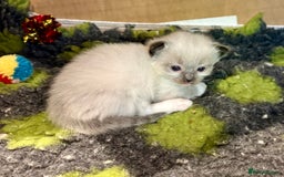 Ragdoll cats for sale: Stunning Ragdoll Males - Image 10