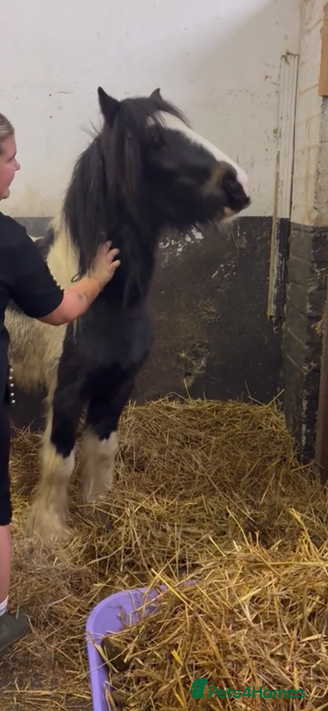 Irish Cob horses for sale: Piggy  - Advert 6