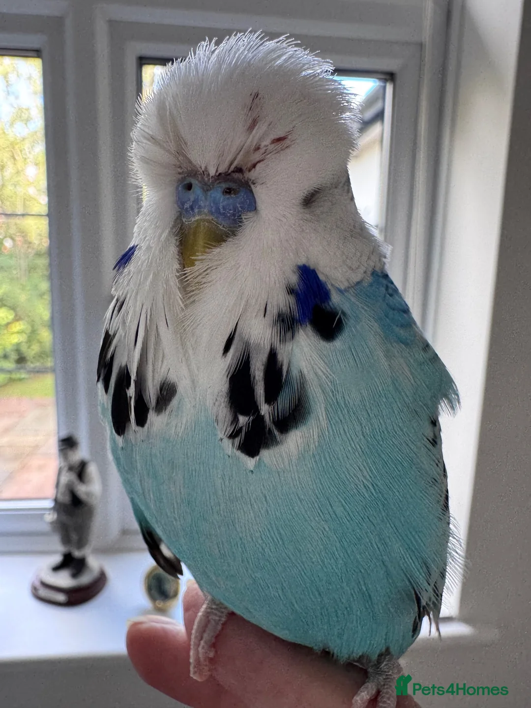 Budgerigars birds for sale: Stunning Super Tame Male Exhibition Budgie - Advert 2