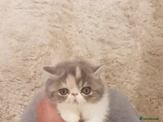 Exotic cats Adorable Exotic Shorthair girl. Ready now! - Advert 6