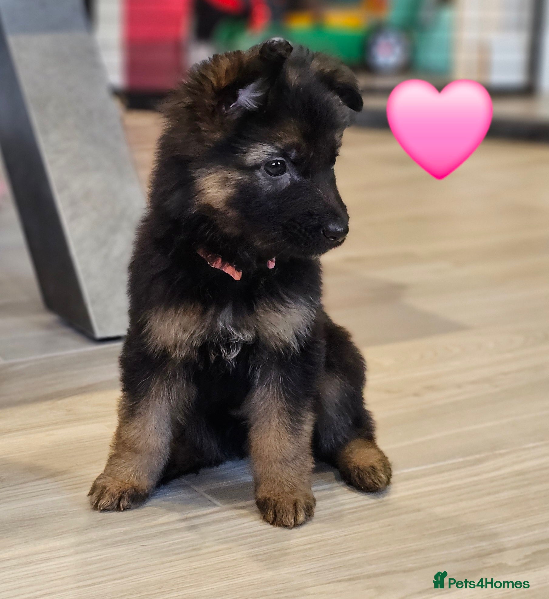 German Shepherd dogs Kc registered - pedigree - German Shepard puppies  - Advert 1