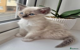 Ragdoll cats for sale: SUPER FLUFFY GORGEOUS BOY RAGDOLL KITTENS - Image 2