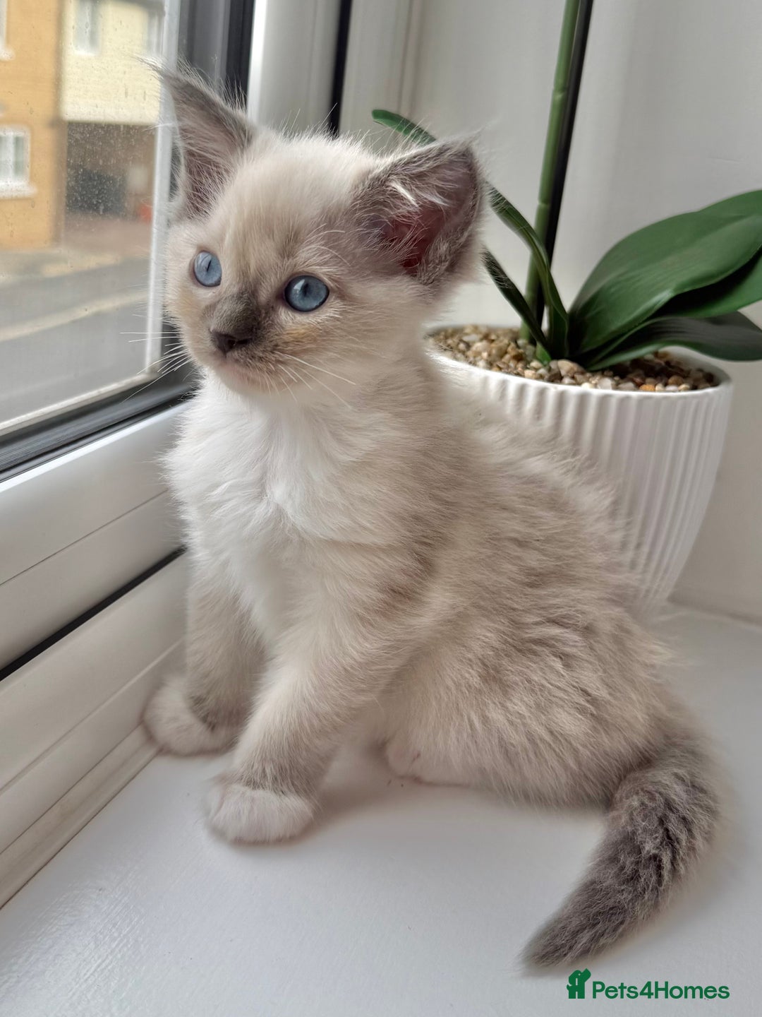 Ragdoll cats for sale: SUPER FLUFFY GORGEOUS BOY RAGDOLL KITTENS - Image 2