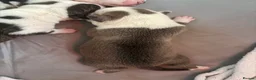 Mixed Breed dogs for sale: Staffy cross/ collie bull greyhound  in Saltburn-by-the-Sea - Advert 4