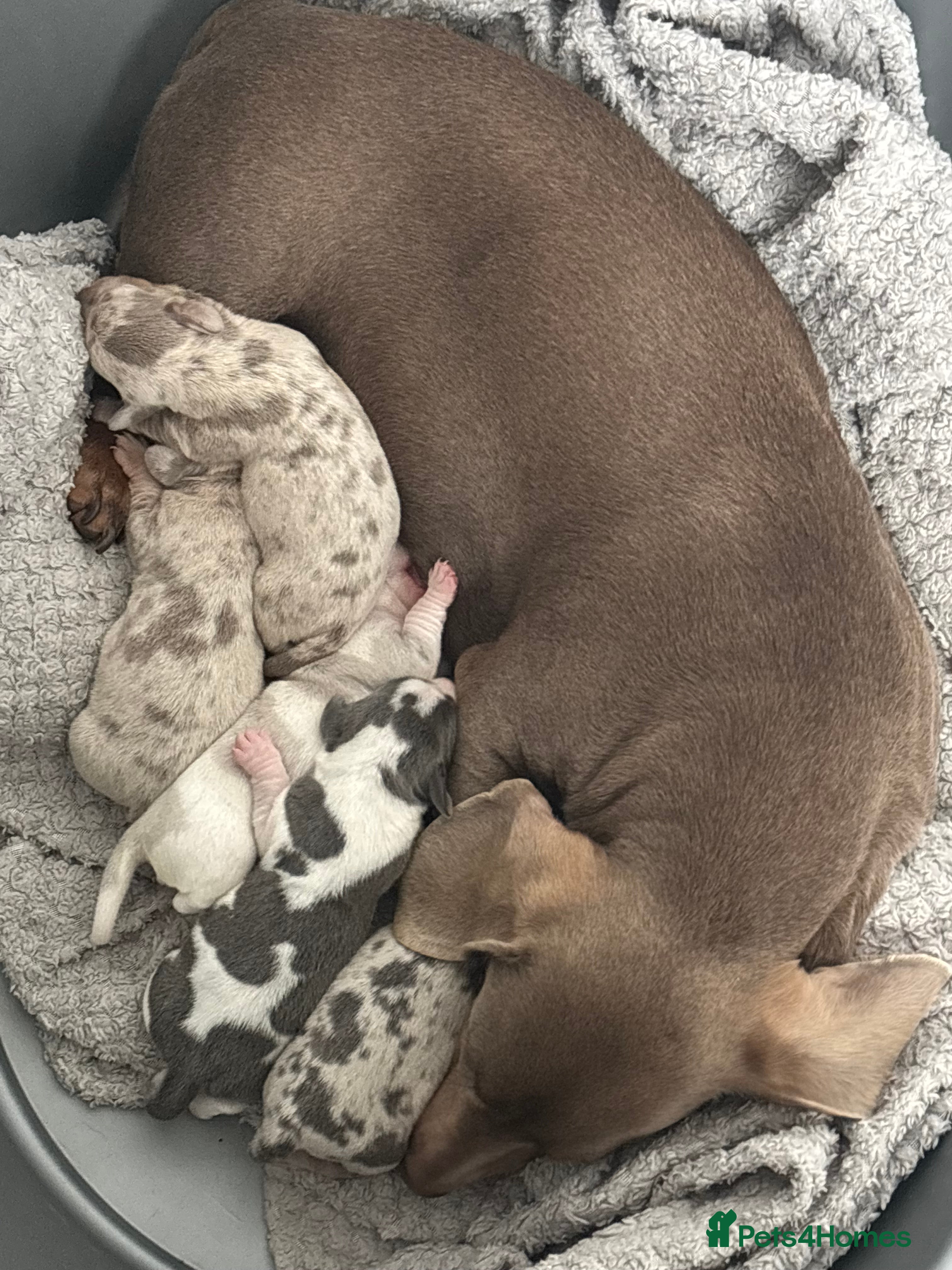 Dachshund dogs Miniature dashaund - Advert 5