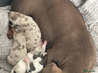 Dachshund dogs Miniature dashaund - Advert 5