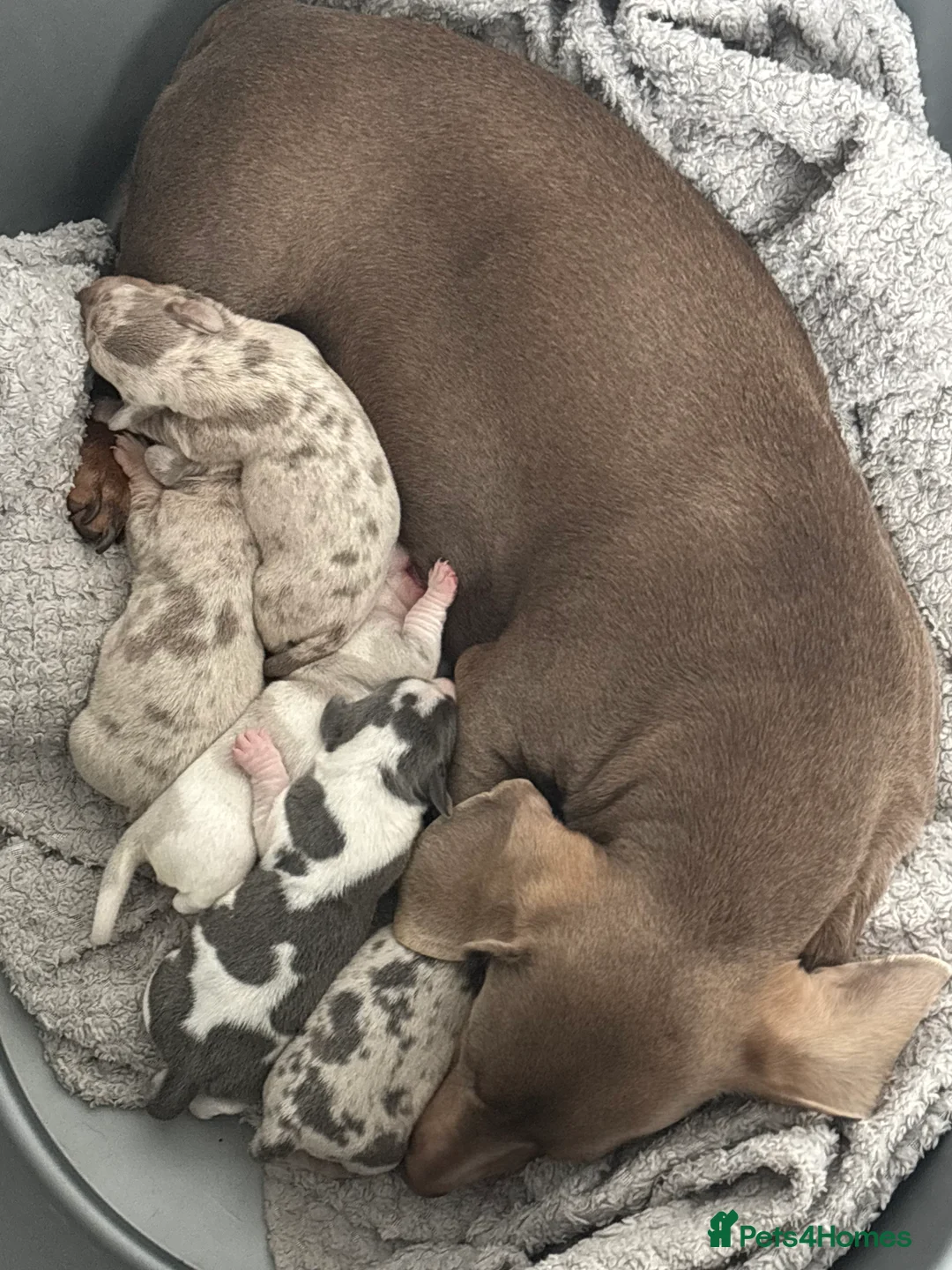 Dachshund dogs for sale: Miniature dashaund - Advert 3