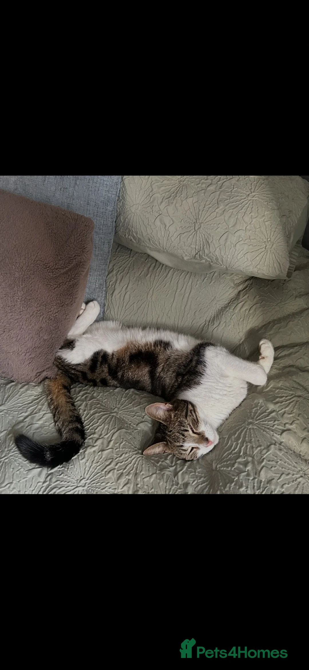 Domestic Shorthair cats for sale: 2 cats siblings male and female  - Advert 5