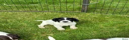 English Springer Spaniel dogs for sale: Chunky English Springer Spaniel Pups  - Advert 14