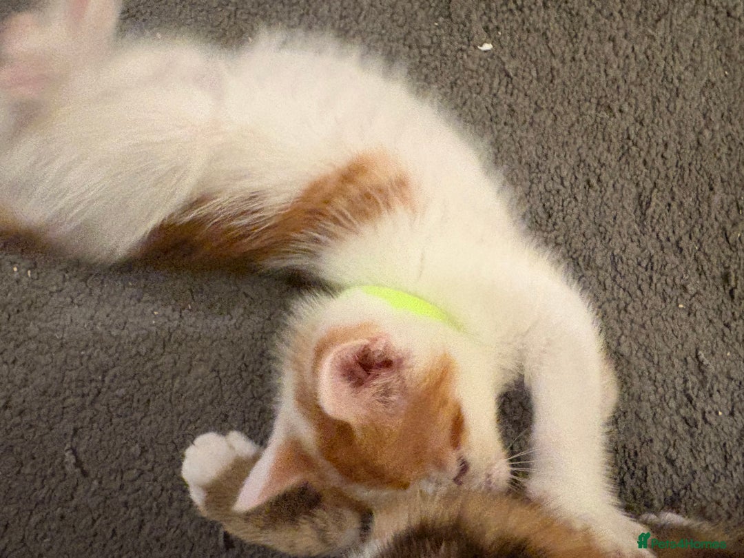 Domestic Shorthair cats for sale: Domestic Shorthairs - 6 Left - Advert 31