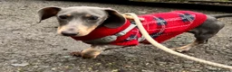 Miniature Dachshund dogs for sale: Mini dachshund boy  - Advert 2
