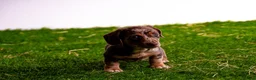 Miniature Dachshund dogs for sale: Stunning kc registered miniature dachshund puppies in Evesham - Advert 6