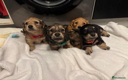 Miniature Dachshund dogs for sale: REDUCED!! Only one long hair miniature girl left!  in Sudbury - Image 9