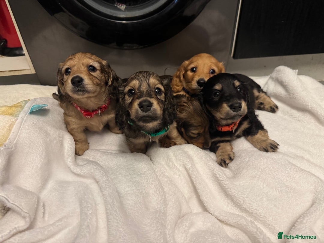 Miniature Dachshund dogs for sale: REDUCED!! Only one long hair miniature girl left!  in Sudbury - Image 9
