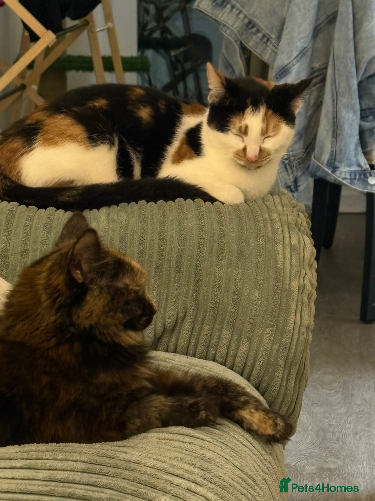 Mixed Breed cats Sadie Baby & Pino - Calico & Tortie Mixed  - Advert 1